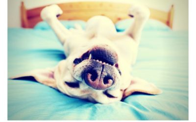 7 Ways to get your belly rubbed without being in “DOG”