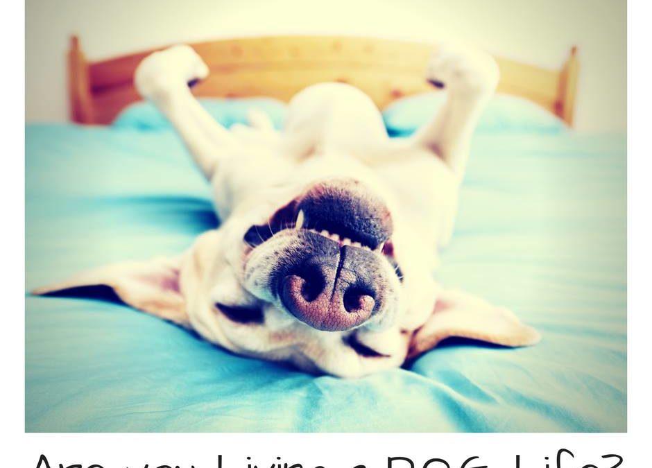 7 Ways to get your belly rubbed without being in “DOG”